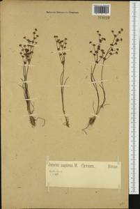 Juncus bulbosus L., Western Europe (EUR) (Germany)