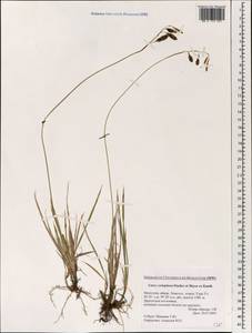 Carex coriophora Fisch. & C.A.Mey. ex Kunth, Mongolia (MONG) (Mongolia)