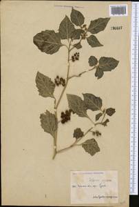 Solanum nigrum L., Middle Asia, Caspian Ustyurt & Northern Aralia (M8) (Kazakhstan)