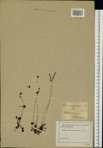Drosera rotundifolia L., Eastern Europe, North-Western region (E2) (Russia)
