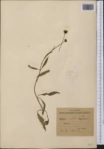Asteraceae, America (AMER) (Mexico)