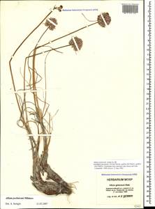 Allium psebaicum Mikheev, Caucasus, Black Sea Shore (from Novorossiysk to Adler) (K3) (Russia)