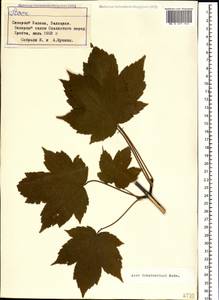 Acer heldreichii subsp. trautvetteri (Medvedev) A. E. Murray, Caucasus, Stavropol Krai, Karachay-Cherkessia & Kabardino-Balkaria (K1b) (Russia)
