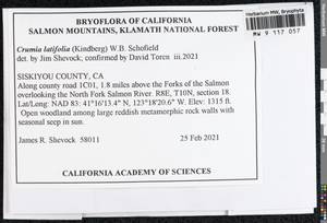 Crumia latifolia (Kindb.) W.B. Schofield, Bryophytes, Bryophytes - America (BAm) (United States)