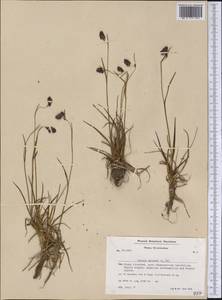 Luzula spicata (L.) DC., America (AMER) (Greenland)