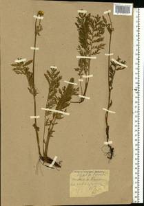 Tanacetum corymbosum subsp. corymbosum, Eastern Europe, Northern region (E1) (Russia)