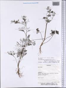 Cyclospermum leptophyllum (Pers.) Sprague, America (AMER) (Paraguay)