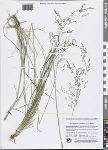 Deschampsia cespitosa (L.) P.Beauv., Eastern Europe, Northern region (E1) (Russia)