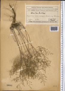 Artemisia terrae-albae Krasch., Middle Asia, Muyunkumy, Balkhash & Betpak-Dala (M9) (Kazakhstan)