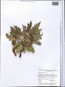 Cirsium esculentum (Siev.) C. A. Mey., Middle Asia, Western Tian Shan & Karatau (M3) (Kyrgyzstan)