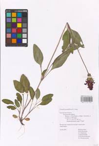 MHA 0 154 010, Prunella grandiflora (L.) Scholler, Eastern Europe, Central region (E4) (Russia)