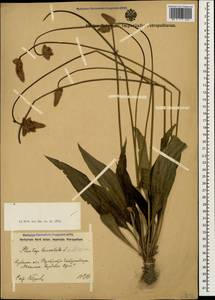 Plantago lanceolata L., Caucasus, Krasnodar Krai & Adygea (K1a) (Russia)