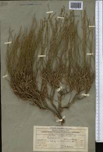 Limonium suffruticosum (L.) Kuntze, Middle Asia, Caspian Ustyurt & Northern Aralia (M8) (Kazakhstan)