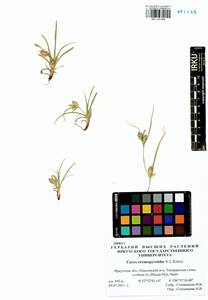 Carex eremopyroides V.I.Krecz., Siberia, Baikal & Transbaikal region (S4) (Russia)