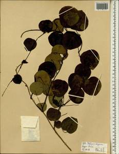 Stephania abyssinica (Quart.-Dill. & A. Rich.) Walp., Africa (AFR) (Ethiopia)