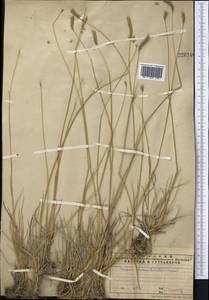 Hordeum brevisubulatum (Trin.) Link, Middle Asia, Northern & Central Tian Shan (M4) (Kazakhstan)