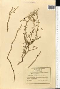 Cakile maritima subsp. baltica (Jord. ex Rouy & Foucaud) Hyl. ex P.W. Ball, Eastern Europe, Lithuania (E2a) (Lithuania)