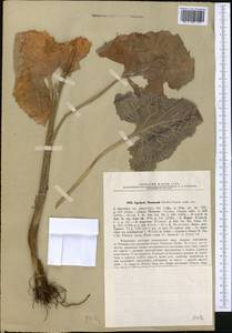 Vickifunkia thomsonii (C. B. Clarke) C. Ren, L. Wang, I. D. Illar. & Q. E. Yang, Middle Asia, Northern & Central Tian Shan (M4) (Kyrgyzstan)