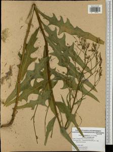 Lactuca tatarica (L.) C. A. Mey., Eastern Europe, Central region (E4) (Russia)