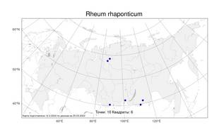 Rheum rhaponticum L., Atlas of the Russian Flora (FLORUS) (Russia)