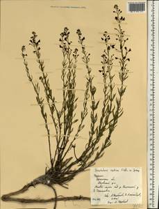 Scrophularia cretacea Fisch., Eastern Europe, North Ukrainian region (E11) (Ukraine)