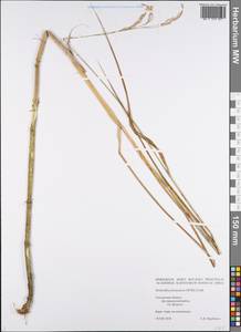 Scolochloa festucacea (Willd.) Link, Eastern Europe, Western region (E3) (Russia)