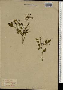 Jasminum floridum Bunge, South Asia, South Asia (Asia outside ex-Soviet states and Mongolia) (ASIA) (Japan)