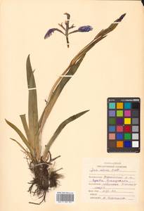 Iris setosa Pall. ex Link, Siberia, Russian Far East (S6) (Russia)