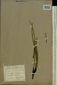 Equisetum hyemale L., Eastern Europe, North Ukrainian region (E11) (Ukraine)