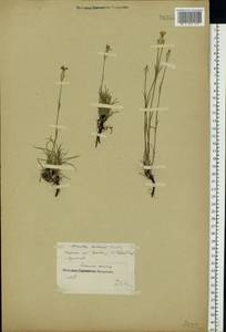 Dianthus borbasii Vandas, Eastern Europe, Middle Volga region (E8) (Russia)