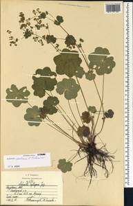 Alchemilla ventiana V. N. Tikhom., Eastern Europe, Middle Volga region (E8) (Russia)
