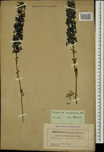 Delphinium schmalhausenii Albov, Caucasus (no precise locality) (K0)