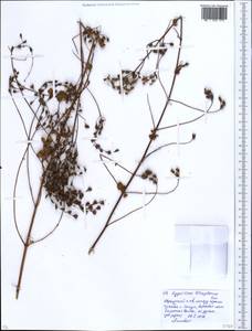 Hypericum tetrapterum, Caucasus, Black Sea Shore (from Novorossiysk to Adler) (K3) (Russia)