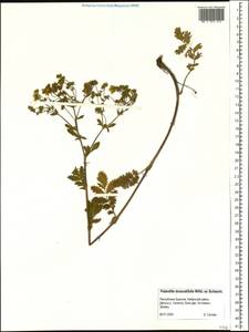 Potentilla tanacetifolia Willd. ex D. F. K. Schltdl., Siberia, Baikal & Transbaikal region (S4) (Russia)