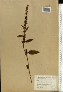 Rumex obtusifolius L., Eastern Europe, Central forest-and-steppe region (E6) (Russia)