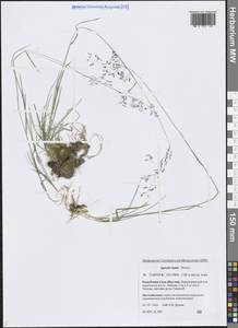 Agrostis vinealis Schreb., Siberia, Yakutia (S5) (Russia)