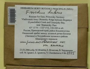 Fissidens dubius P. Beauv., Bryophytes, Bryophytes - Russian Far East (excl. Chukotka & Kamchatka) (B20) (Russia)