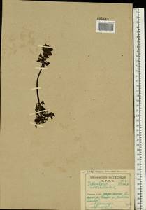 Pedicularis verticillata L., Eastern Europe, Northern region (E1) (Russia)