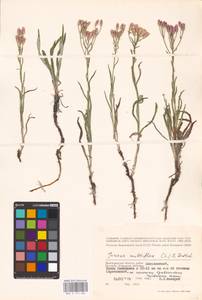 Jurinea multiflora (L.) B. Fedtsch., Eastern Europe, Lower Volga region (E9) (Russia)