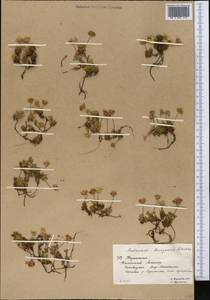 Androsace chamaejasme subsp. lehmanniana (Spreng.) Hultén, Middle Asia, Western Tian Shan & Karatau (M3) (Kazakhstan)