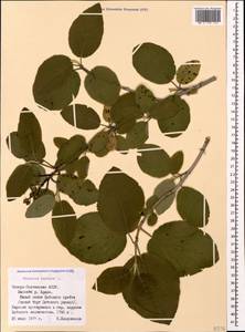 Viburnum lantana L., Caucasus, North Ossetia, Ingushetia & Chechnya (K1c) (Russia)