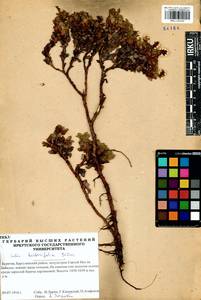 Salix berberifolia Pall., Siberia, Baikal & Transbaikal region (S4) (Russia)