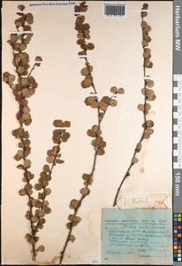Betula glandulosa Michx., Siberia, Yakutia (S5) (Russia)