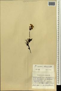 Pedicularis amoena Adams ex Steven, Siberia, Baikal & Transbaikal region (S4) (Russia)