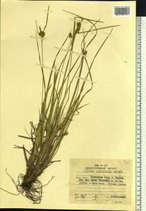 Carex oederi var. oederi, Siberia, Russian Far East (S6) (Russia)
