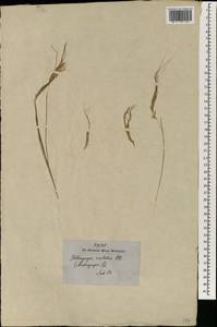 Heteropogon contortus (L.) P.Beauv. ex Roem. & Schult., South Asia, South Asia (Asia outside ex-Soviet states and Mongolia) (ASIA) (India)