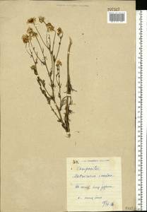 Tripleurospermum inodorum (L.) Sch.-Bip, Eastern Europe, North Ukrainian region (E11) (Ukraine)