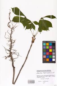 Aesculus hippocastanum L., Eastern Europe, Moscow region (E4a) (Russia)