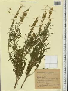 Reseda lutea L., Eastern Europe, North Ukrainian region (E11) (Ukraine)