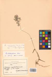 Poa macrocalyx Trautv. & C.A.Mey., Siberia, Russian Far East (S6) (Russia)